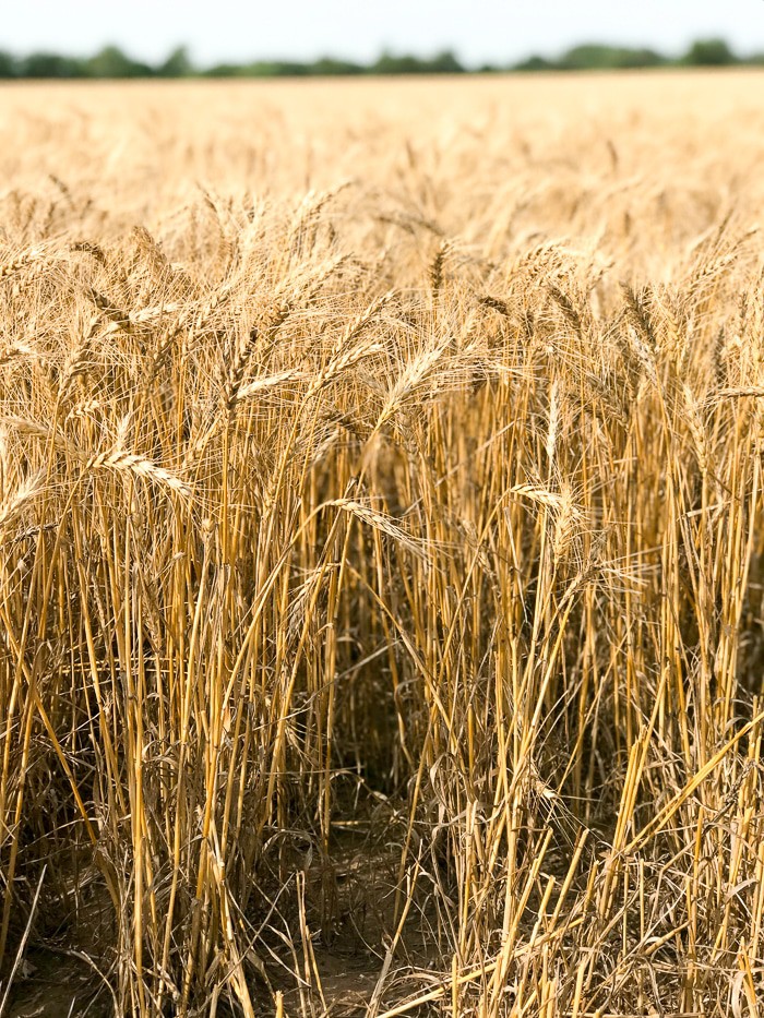 the-process-of-wheat-from-field-to-mill-to-the-flour-we-bake-with