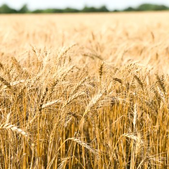 Wheat stalks in Kansas